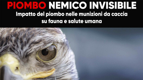 Piombo: il futuro della caccia passa dalla responsabilità