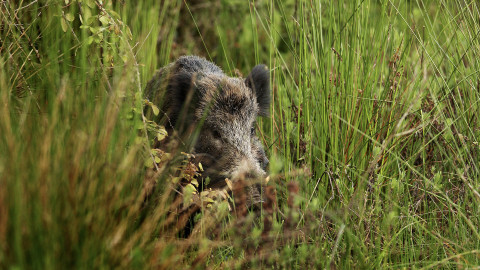 Parassiti intestinali nel cinghiale: cosa rivela un nuovo studio