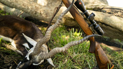 ARGENTINA - Blackbuck: storia del successo di un'antilope indiana