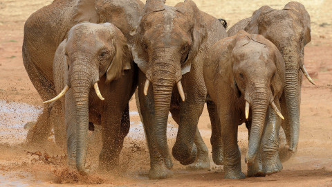 Living Planet Report 2026: la conservazione alla prova dei risultati