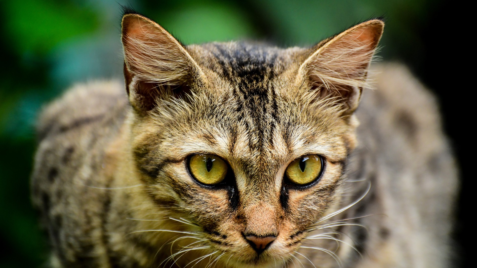 Settanta milioni di gatti domestici mettono a rischio la biodiversit del continente europeo. Molto pi di quanto faccia la caccia
