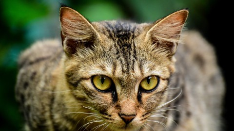 Biodiversità, attenzione agli animali domestici