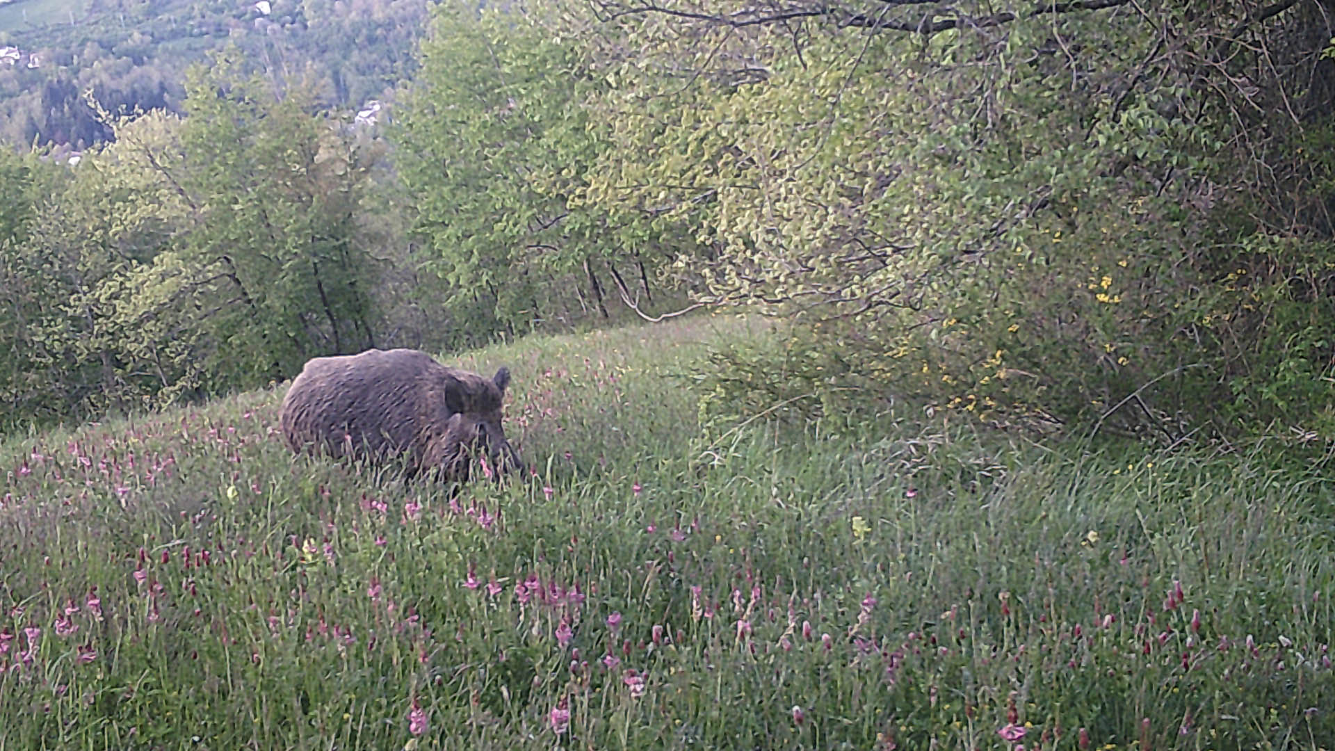 Conoscere le consistenze  ancor pi rilevante nelle aree soggette o vicine alla Psa, perch permette non solo di capire l'evolvere della malattia negli anni ma anche, fattore fondamentale in un'area colpita, di valutare l'efficacia dei differenti metodi di controllo adottati per contenere le popolazioni di cinghiali