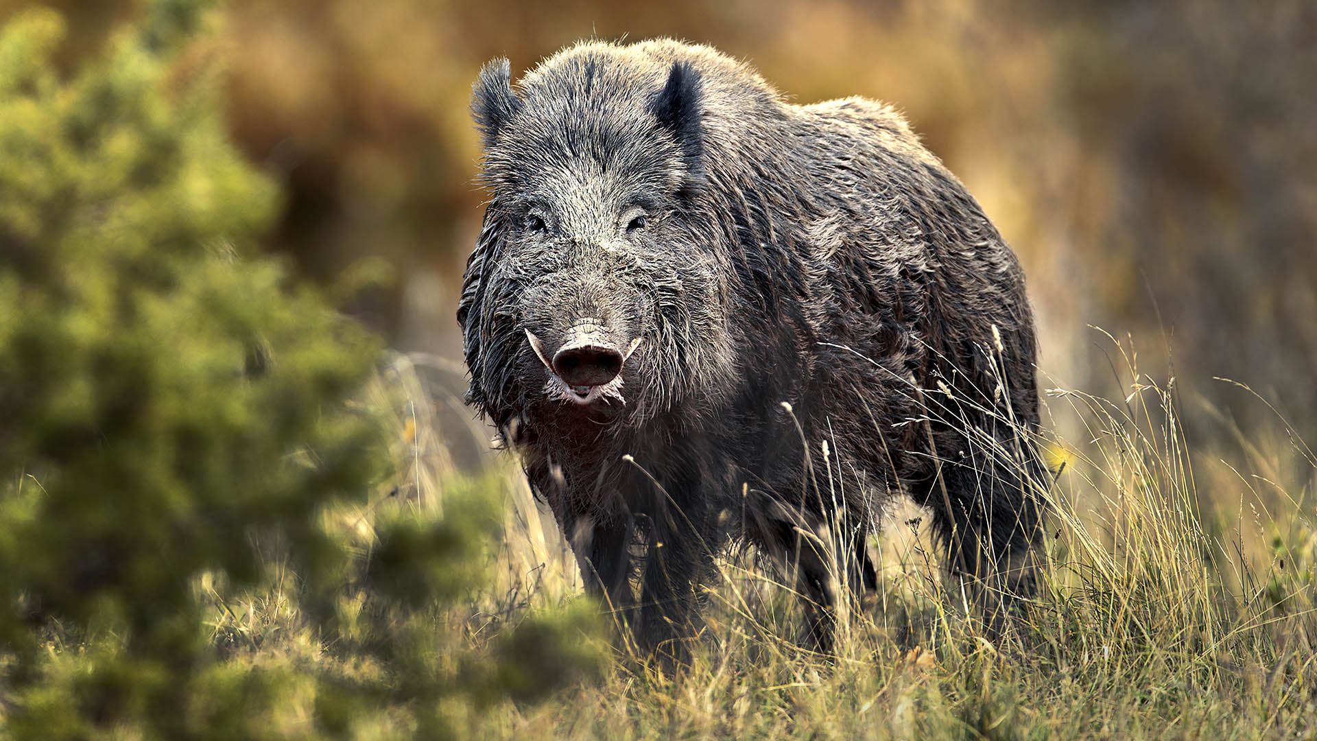 Grazie al lavoro del consorzio Enetwild sono stati messi a punto dei sistemi di raccolta che potrebbero permettere a chi gestisce la fauna - Regioni, Comprensori alpini, Ambiti territoriali di caccia - di avere la possibilit di analizzare in tempi rapidi i dati disponibili per pianificare la gestione faunistica