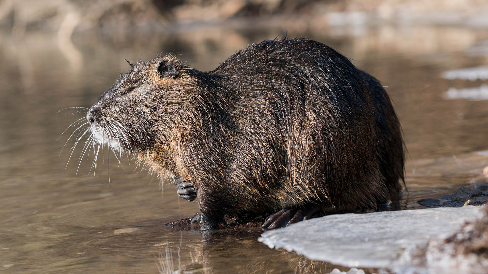 La nutria  inserita nell'elenco delle 100 specie invasive pi dannose al mondo, in quanto indebolisce gli argini dei fiumi con le sue tane ed  responsabile della drastica diminuzione delle piante acquatiche che fungono da riparo ad altre specie viventi