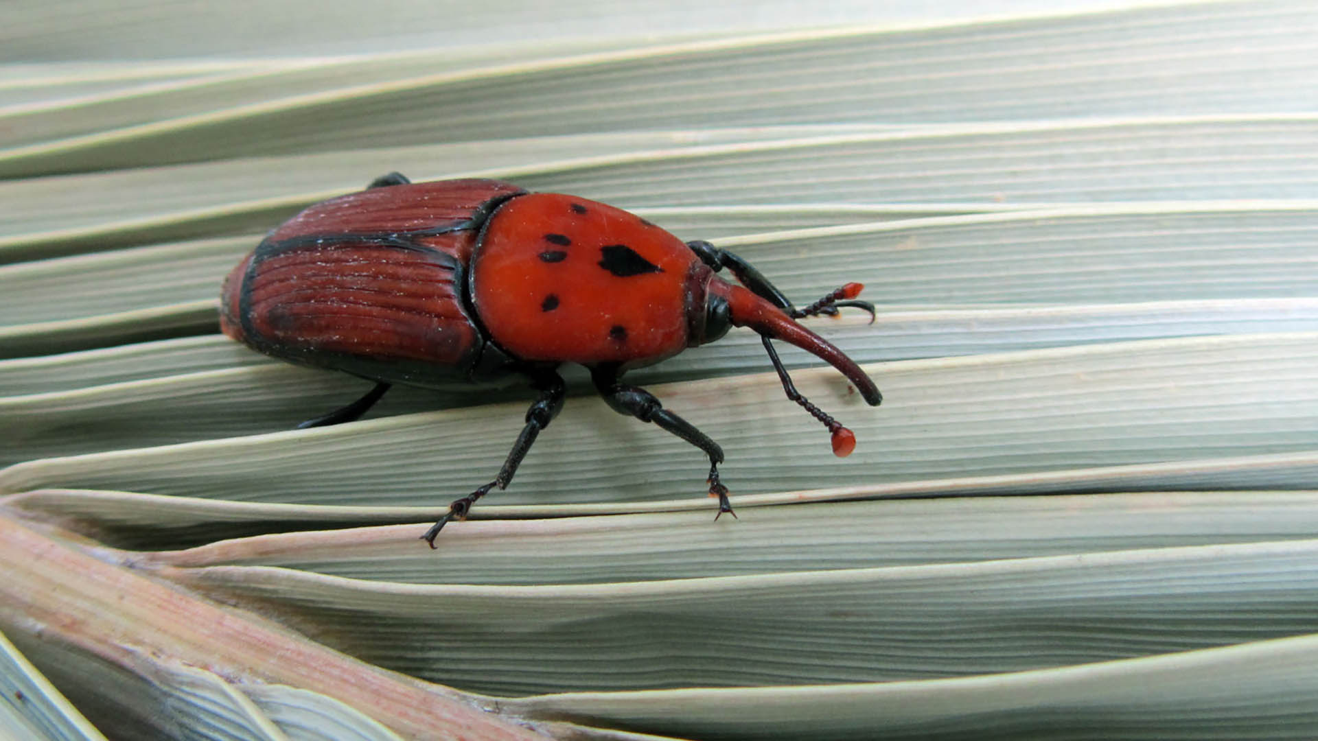 Il punteruolo rosso, originario dell'Asia sudorientale e della Melanesia,  un coleottero che svolge tutto il suo ciclo vitale all'interno di varie specie di palme e la cui larva si nutre dei tessuti della pianta ospite portandola al collasso