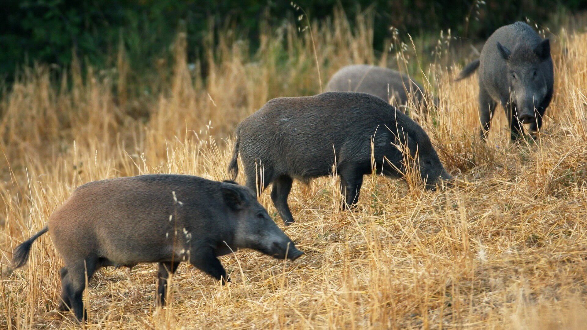 Le posizioni assunte dimostrano l'immaturit del mondo venatorio davanti a un problema epocale come la Peste suina africana