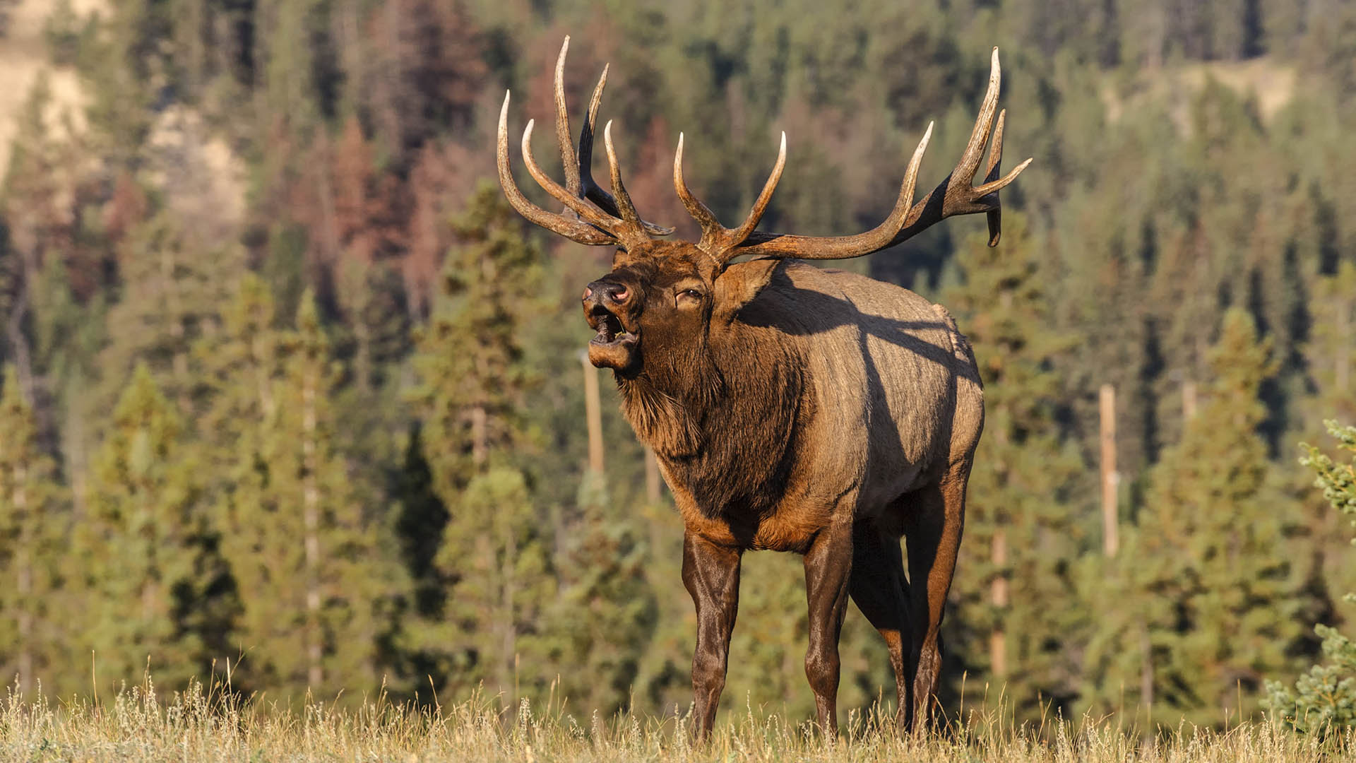 Un indicatore chiave del successo della gestione in quest'area  l'enorme numero di wapiti adulti. Il piano si concentra sul consentire ai maschi, prima di essere considerati prelevabili, di raggiungere una et rara in natura. Ci garantisce che gli animali pi intelligenti, forti e tenaci trasmettano i loro geni alla generazione successiva