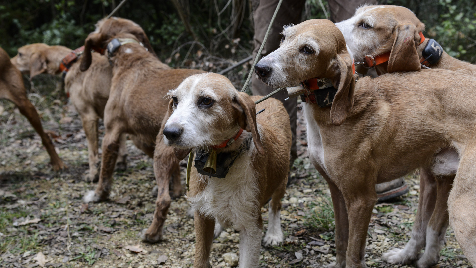 Avvelenamenti e intossicazioni sono piuttosto frequenti nel cane. Bisogna quindi saperli riconoscere per prendere le giuste decisioni in tempi brevi