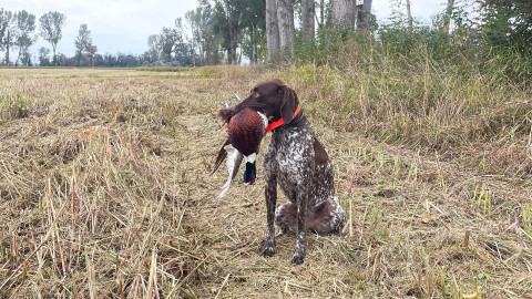 Avvelenamenti e intossicazioni del cane: cosa c'è da sapere