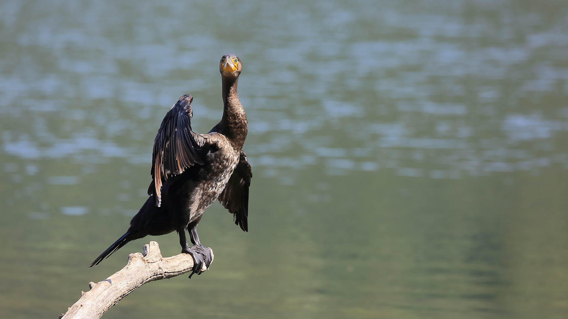 Il cormorano, tutelato dalla normativa vigente, ha una grandissima diffusione e il suo incremento numerico  costante: dovrebbe essere oggetto di drastici piani di contenimento per l'impatto prodotto nei laghi grandi e piccoli e nei fiumi. Ogni singolo cormorano mangia fino a 10 chili al mese di pesce