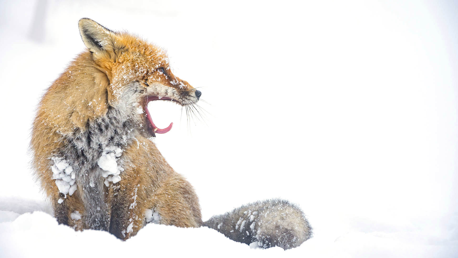 Tra le specie cacciabili, quelle interessate sono volpe e cinghiale per i mammiferi, gazza, taccola e cornacchia grigia e nera per gli uccelli. La volpe ha una funzione selettiva non trascurabile nei confronti della selvaggina pi debole purch la sua presenza sia in equilibrio con l'ecosistema