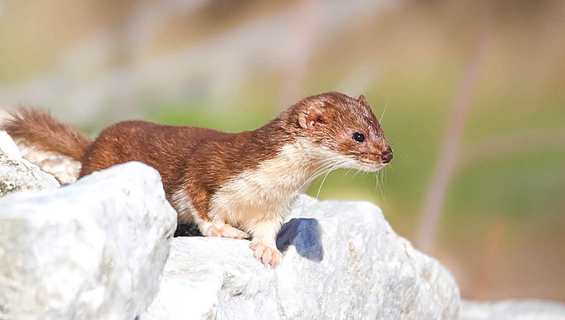 In Francia dal 2003 il Codice dell'ambiente elenca le specie di fauna selvatica classificate nocive e i periodi nei quali  consentita la 