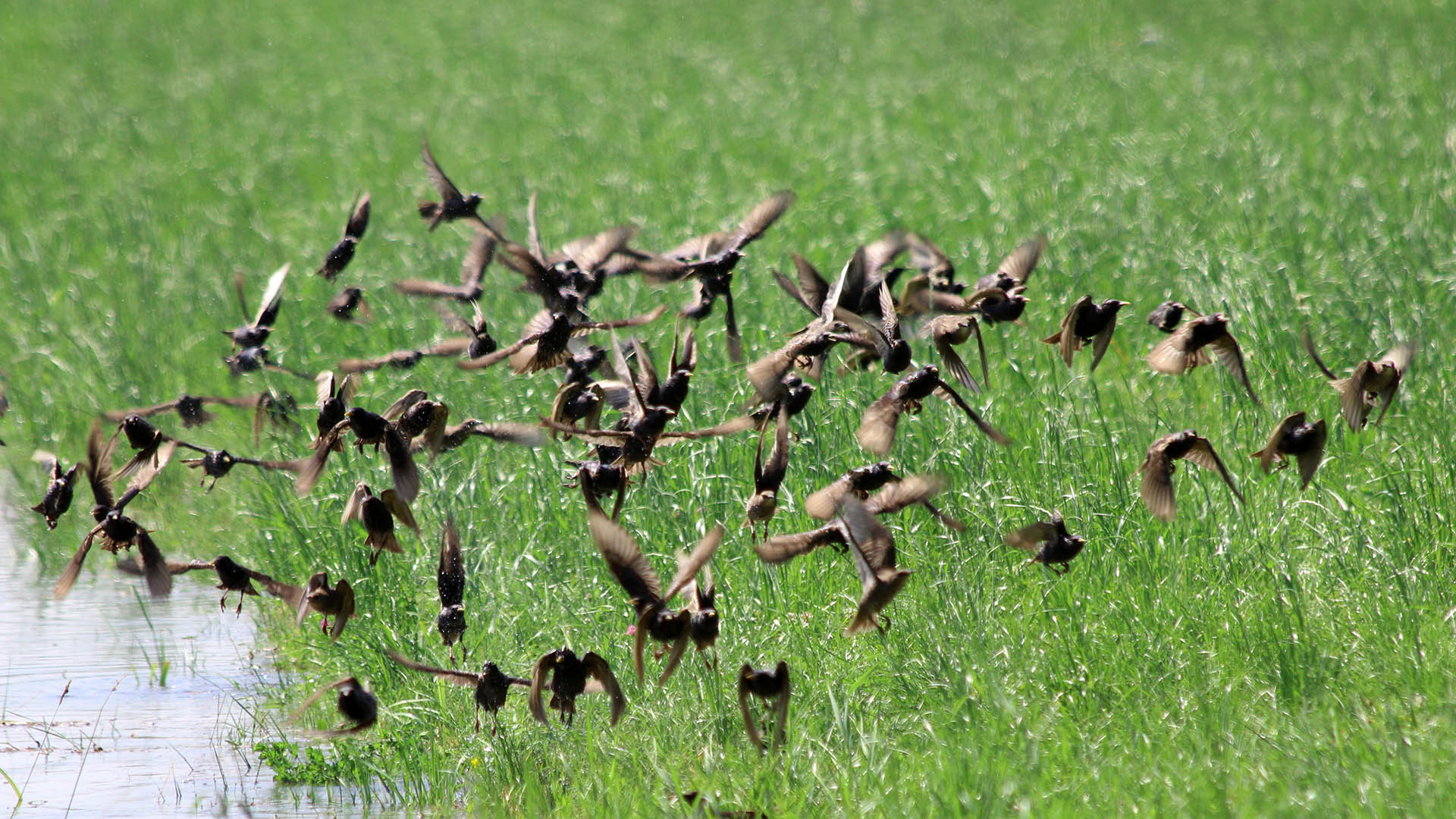 Esistono poi specie opportuniste che non rientrano tra quelle cacciabili - se non in deroga - ma che arrecano grossi danni oltre che naturali anche economici; tra queste rientrano animali come il gabbiano reale, lo storno (in foto), il cormorano, il colombo domestico