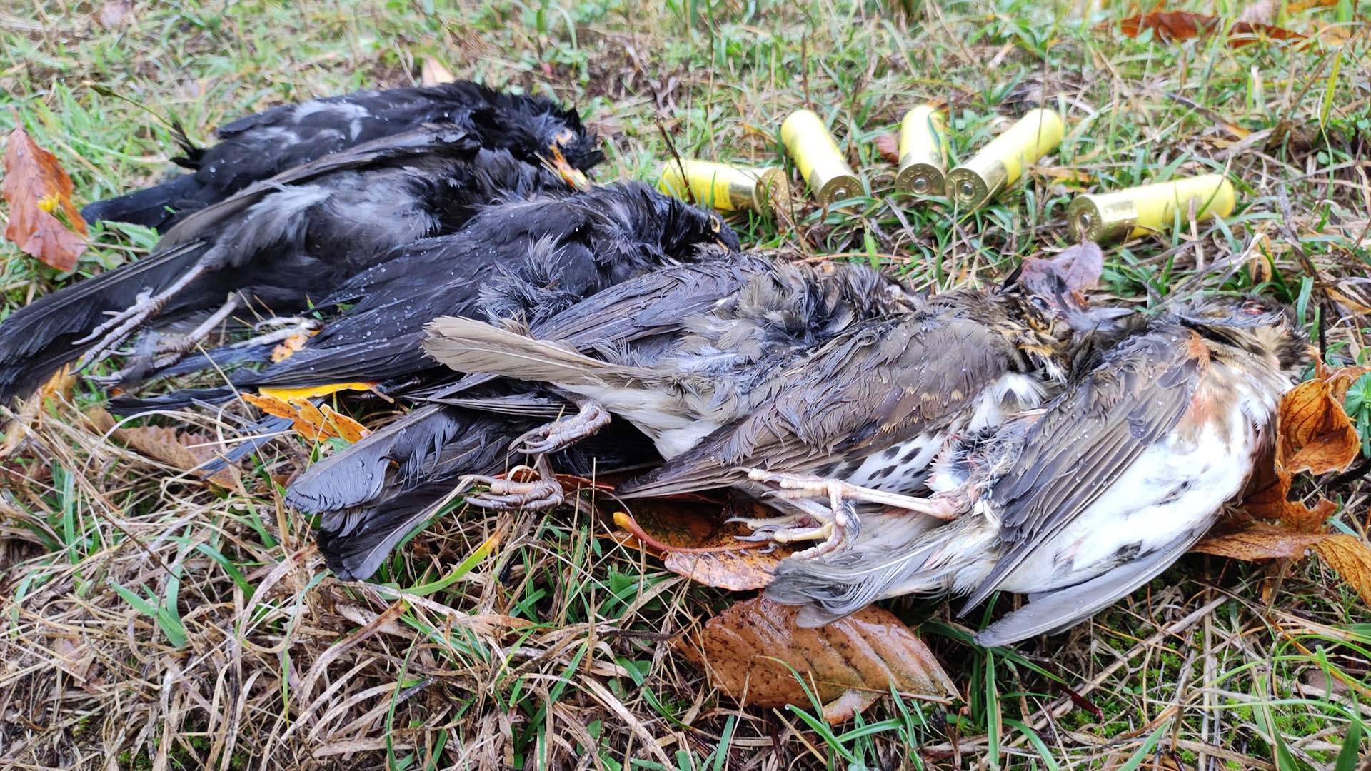 Un bello spollo novembrino dell'autore: un carniere misto di turdidi realizzato con il suo fedelissimo Benelli in calibro 20