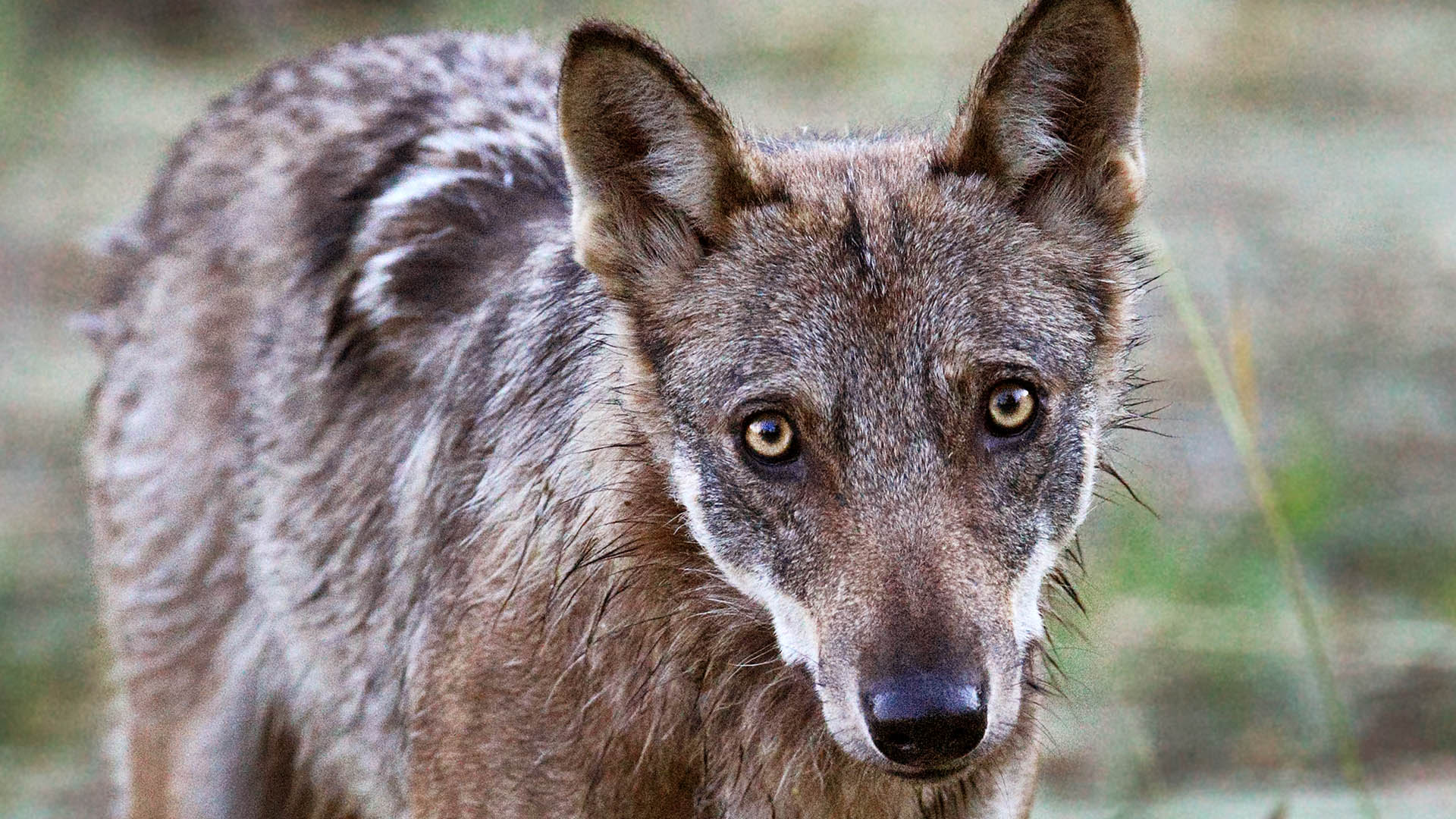 Assicurata la conservazione della specie, oggi va iniziata una nuova fase gestita dalle amministrazioni pubbliche con il chiaro scopo di consentire la convivenza con il predatore