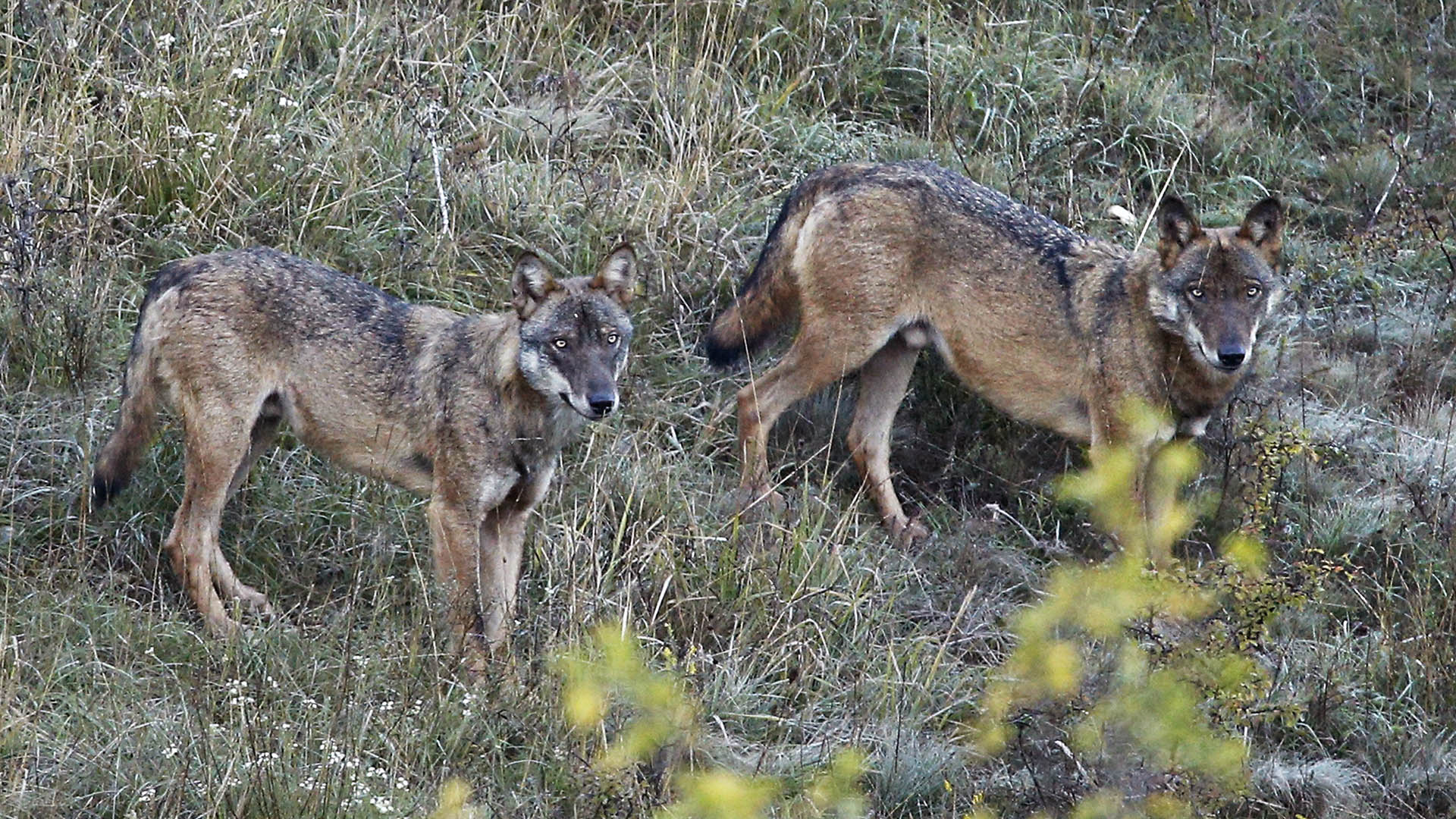 Il lupo  una specie chiave dal punto di vista della regolazione degli ecosistemi, ruolo che nell'ultimo secolo  stato svolto dall'uomo e in particolare anche dal cacciatore. La specie svolge un fondamentale ruolo ecosistemico, contribuisce in parte (non sempre) a regolare le popolazioni preda sia in termini quantitativi che qualitativi ma  altrettanto chiaro che, quando il lupo si trova in contesti antropizzati, si comporta da opportunista