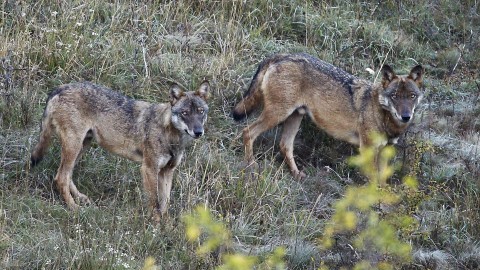 Per una gestione politica della specie Canis lupus in Italia