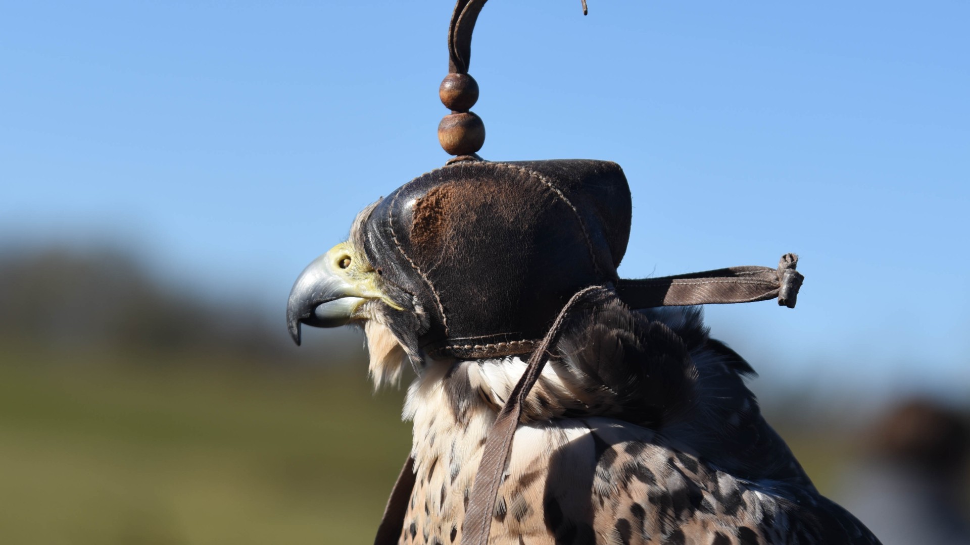 Il falconiere  coinvolto in un dialogo silenzioso tra il falco, il cane (se presente) e la natura stessa. Questo contatto diretto con il mondo naturale induce una sensazione di calma e allo stesso tempo un totale coinvolgimento con l'ambiente selvatico