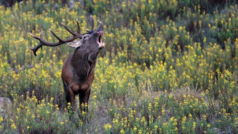 Cervi in Appennino: il CIC pubblica lo studio