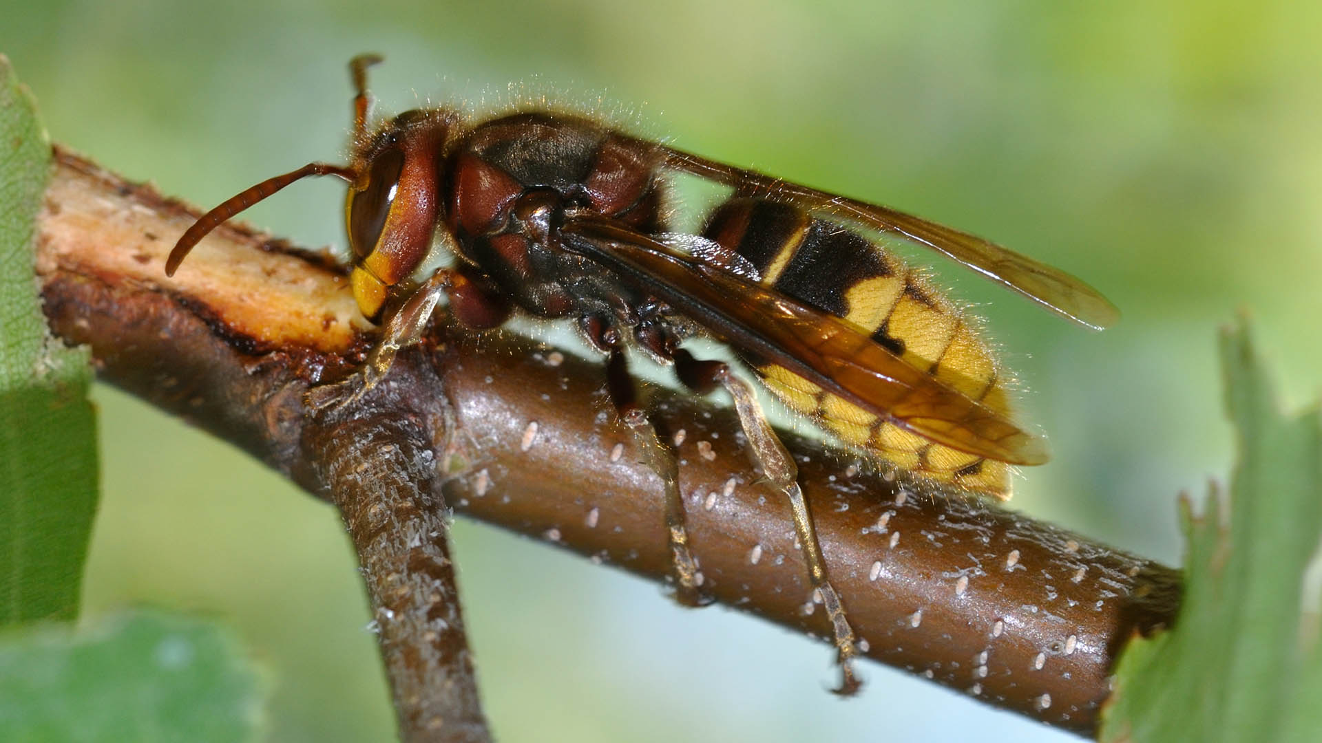 Tra le evenienze pi probabili della vita all'aria aperta ci sono gli incontri indesiderati con insetti come il calabrone (Vespa crabro). Gli effetti della singola puntura sono fastidiosi ma, generalmente, si risolvono in breve. Discorso diverso per i soggetti allergici, che  opportuno portino sempre con s un cortisonico