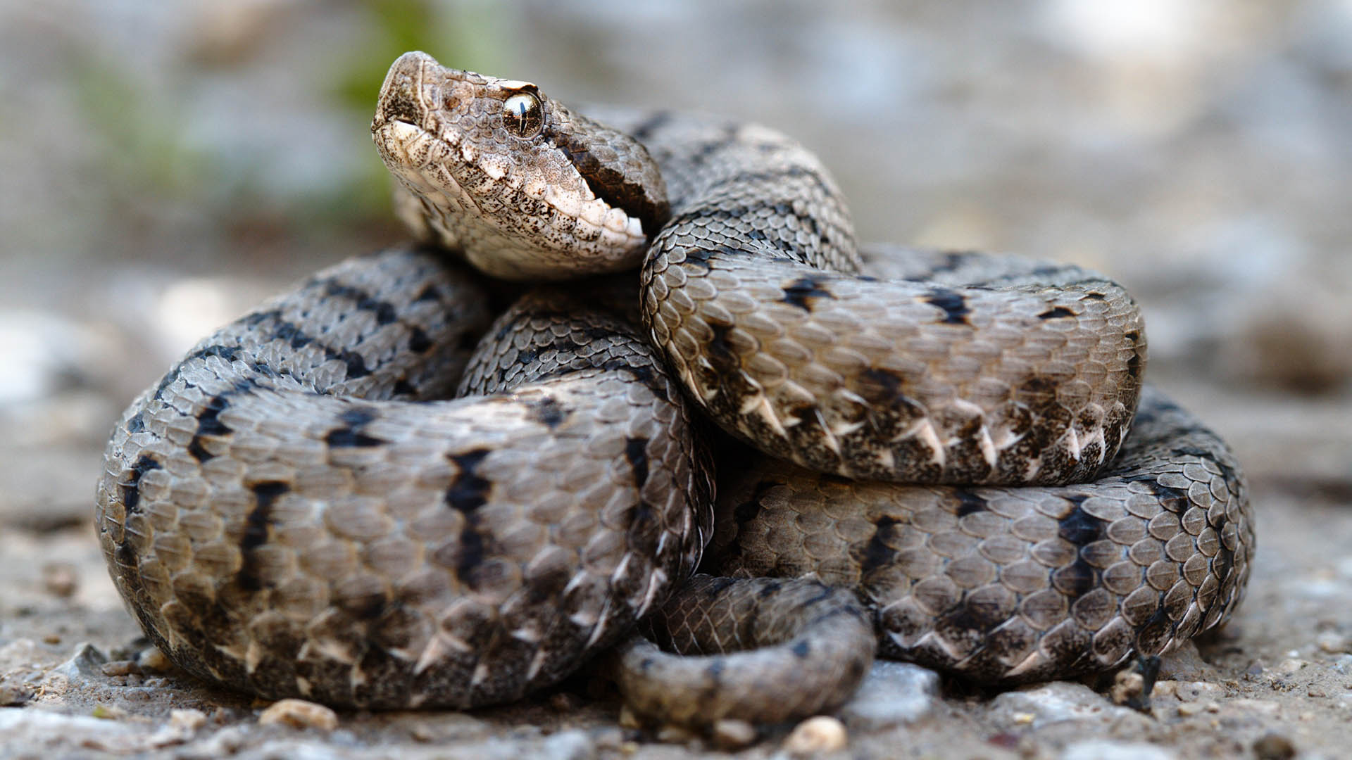 Se il morso di vipera  accompagnato da inoculuazione di veleno, in breve tempo risulter fortemente doloroso e la parte edematosa e arrossata; in ogni caso ci vorranno alcune ore prima che la sintomatologia si aggravi in modo preoccupante e c' tutto il tempo per recarsi in ospedale e farsi prestare le cure del caso