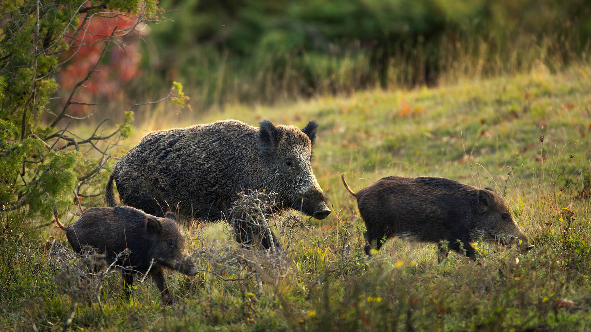 Il numero di feti che una scrofa  in grado di portare a termine della gravidanza cresce all'aumentare del suo peso corporeo.  quindi prevedibile che a seguito di un aumento delle disponibilit trofiche (alimentari) possano verificarsi, come conseguenze, un incremento delle dimensioni medie degli animali e della produttivit