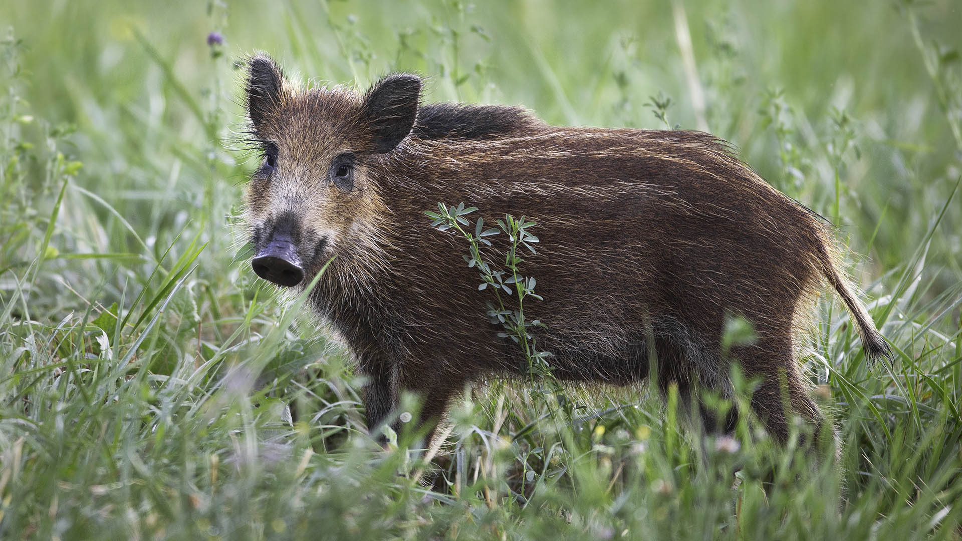 L'inquinamento genetico del cinghiale maremmano sembrerebbe un elemento ormai documentato a livello storico, morfologico e in anni recenti anche genetico. Tuttavia, diversamente da quanto ritenuto in precedenza, l'ibridazione del Sus scrofa majori con altri ceppi europei e con il maiale domestico risulterebbe ancora abbastanza contenuta