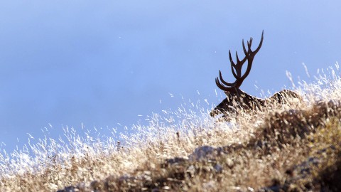 Cervi e mattanze. Ovvero come gli animalisti hanno toppato alla grande