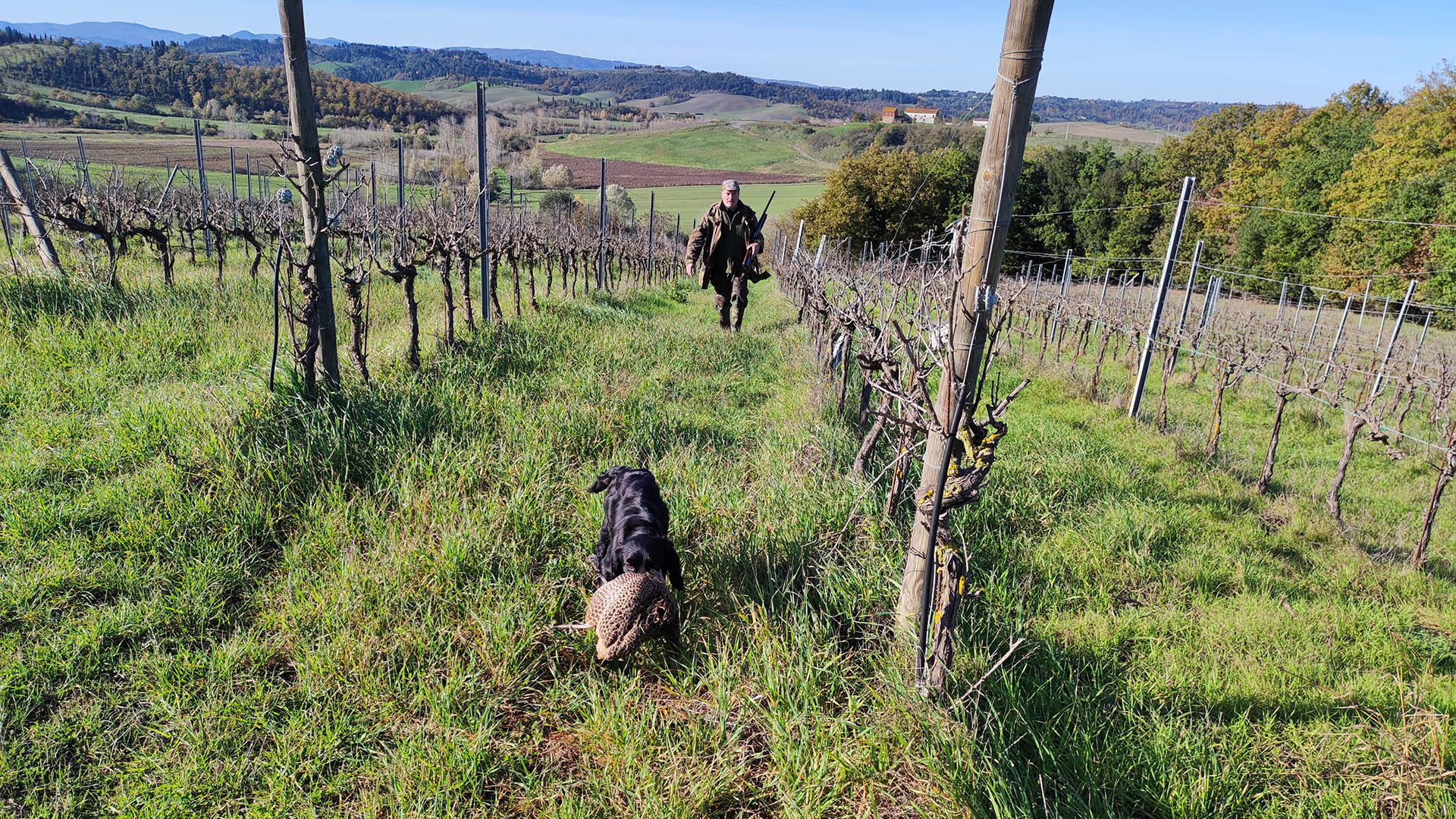 Praticando la scaccia a tordi e merli può anche capitare che il cane involi un fagiano, in questo caso abbattuto e ritrovato dal cocker Macchia