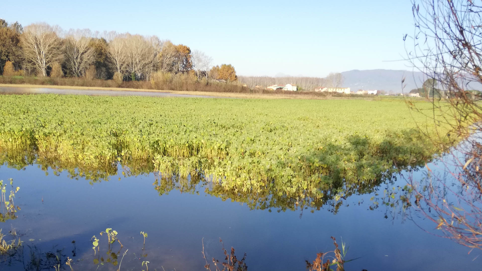 Quando i campi sono allagati dopo forti piogge, si possono trovare beccaccini e rallidi, con la sorpresa determinata da un germano, un'alzavola o una minilepre che schizza sull'argine