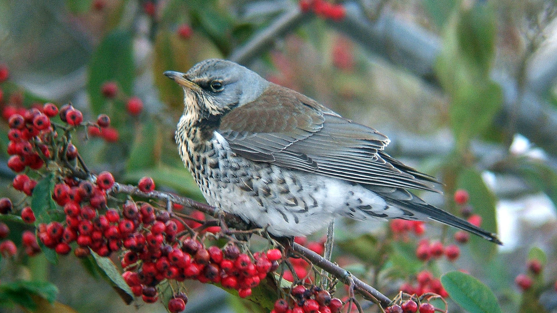 La cesena (Turdus pilaris) è un turdide oggetto di caccia, molto apprezzato anche sotto l'aspetto gastronomico