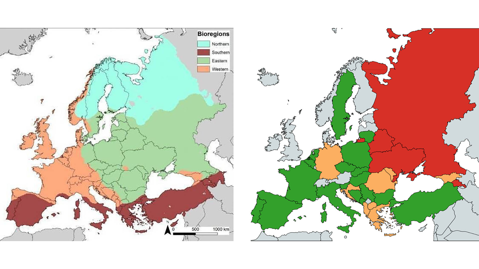 A sinistra: classificazione della bioregione utilizzata da ENETWILD. A destra: distribuzione dei paesi che hanno fornito valori di densità di ungulati selvatici (21, in verde). Nove aree di studio hanno fornito stime di densità nell’estate 2023 (in arancione), mentre in 4 paesi dell’Europa orientale (in rosso) non è stato possibile implementare il fototrappolaggio a causa di ragioni politiche