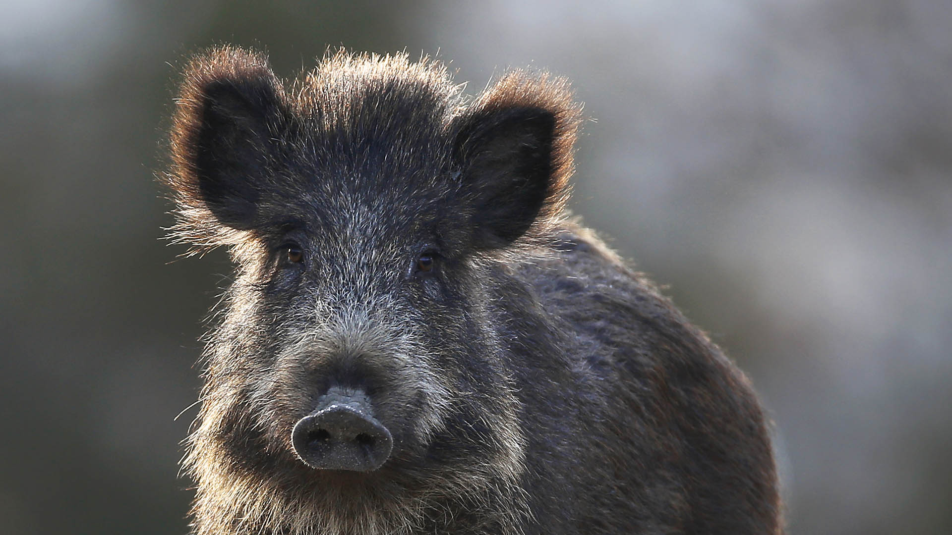 La proliferazione della PSA in varie regioni europee, unita all’aumento delle popolazioni di cinghiali, ha aumentato la preoccupazione di chi si occupa di gestione della fauna, incentivando pertanto lo sviluppo di piani di gestione e progetti di ricerca ad hoc per controllarne la diffusione