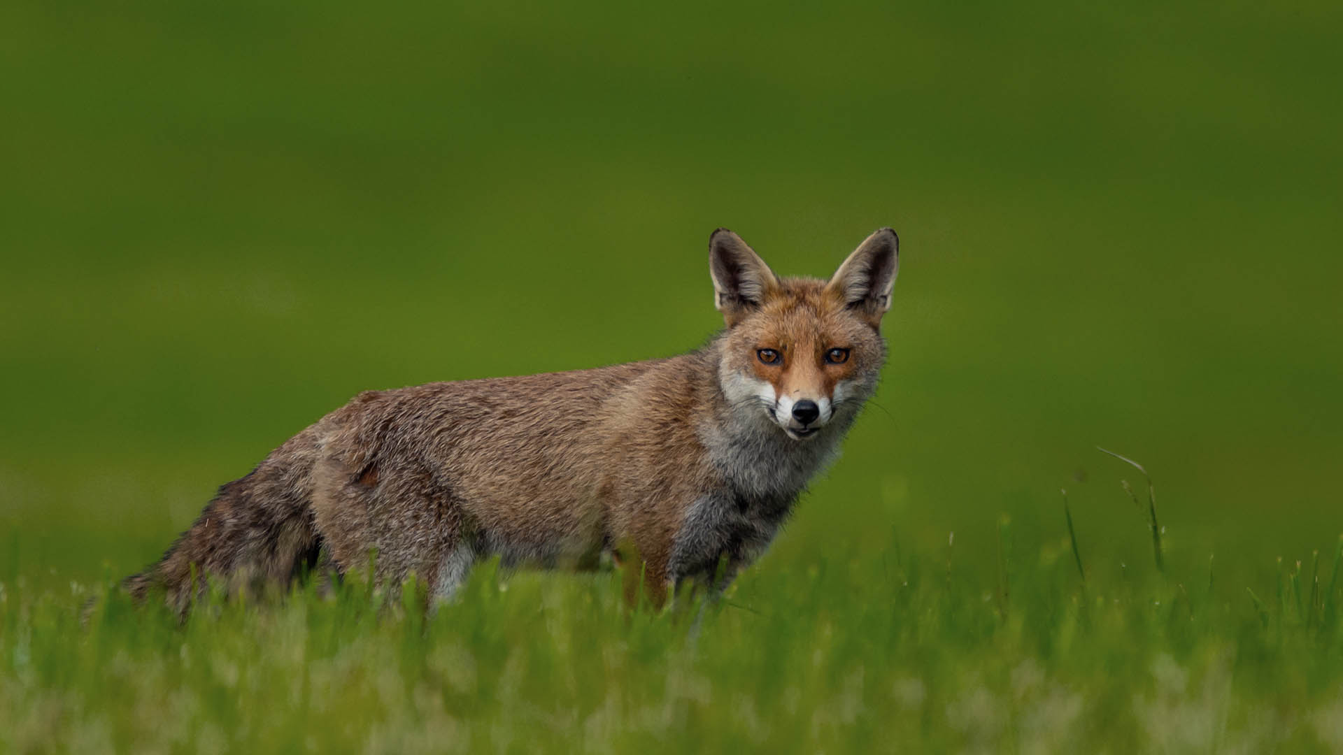 A causa dell’ampia diffusione, numerose sono le specie che possono giocare un ruolo importante come serbatoio di malattie, specialmente negli ambienti in disequilibrio. Un esempio è la volpe che, negli ecosistemi in cui vive, necessita di essere monitorata con attenzione per le interazioni che può avere con il selvatico, il domestico e l’uomo