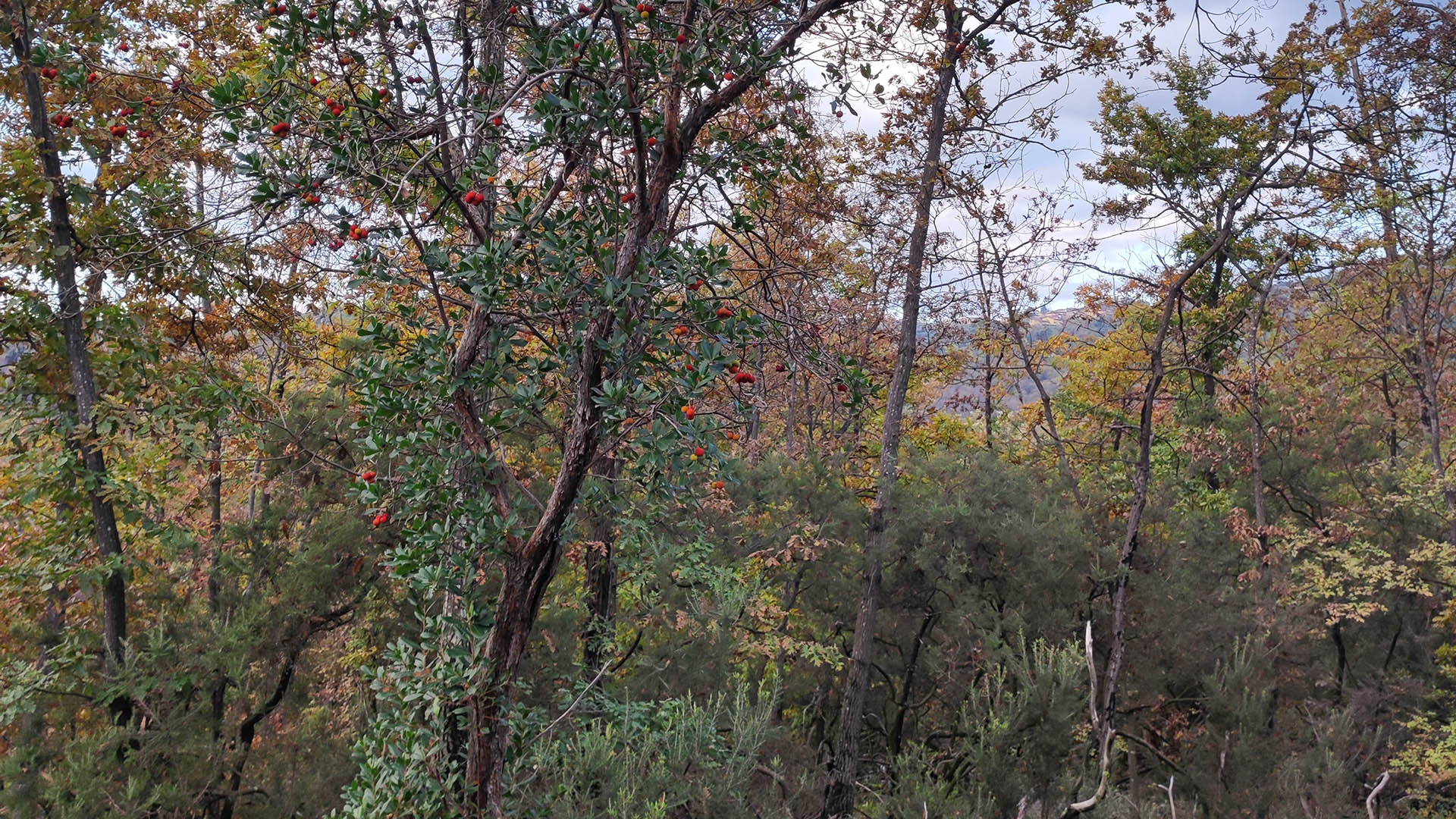 Una pianta di corbezzolo carica di frutti maturi. A volte anche piante da pastura così piccole interessano un gran numero di uccelli