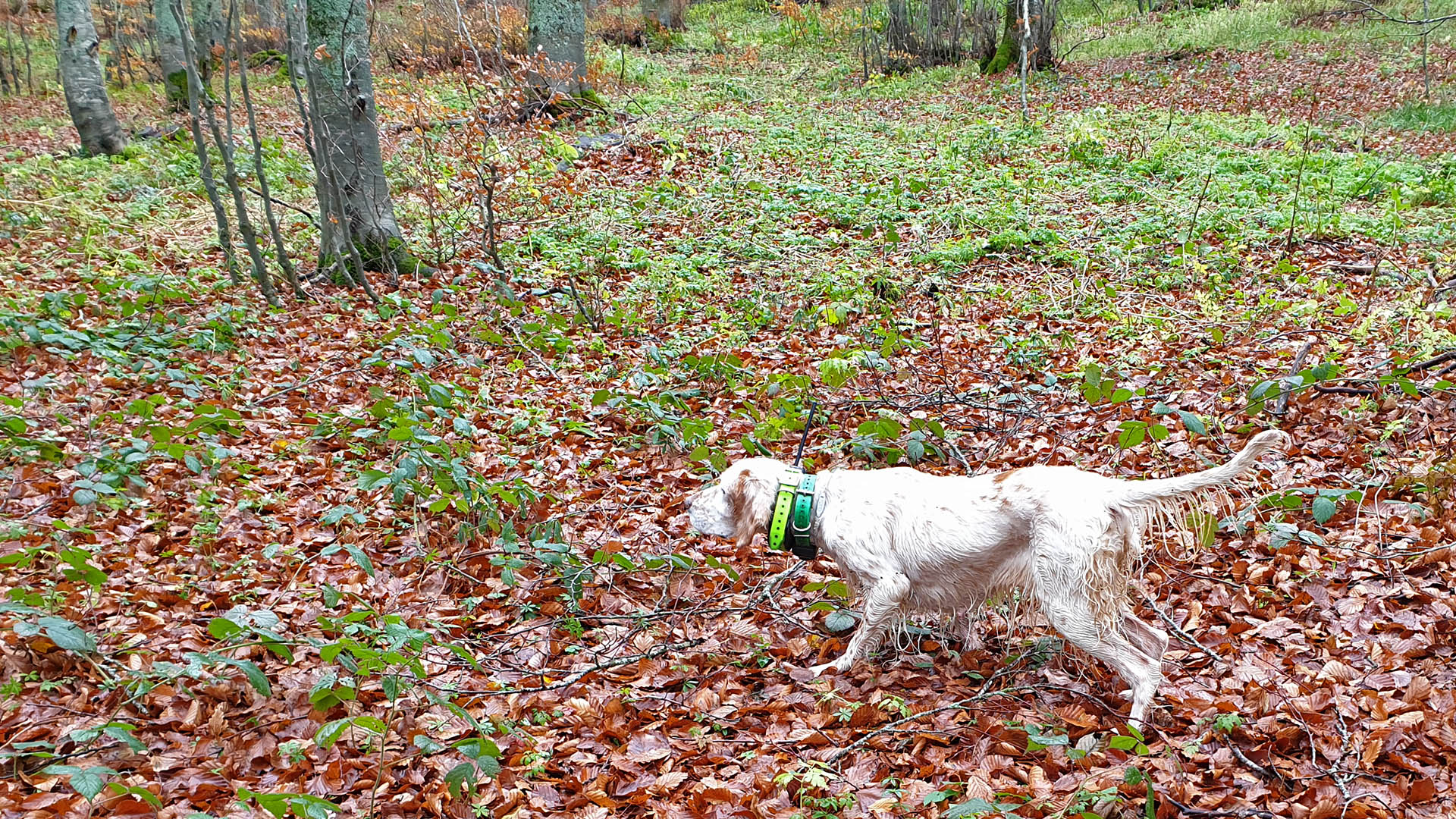 Tra le qualità del cane da beccaccia c'è il collegamento spontaneo, posto che nel bosco il cane che rimane collegato al conduttore senza necessità di particolari richiami risulta prezioso quando il silenzio è fondamentale