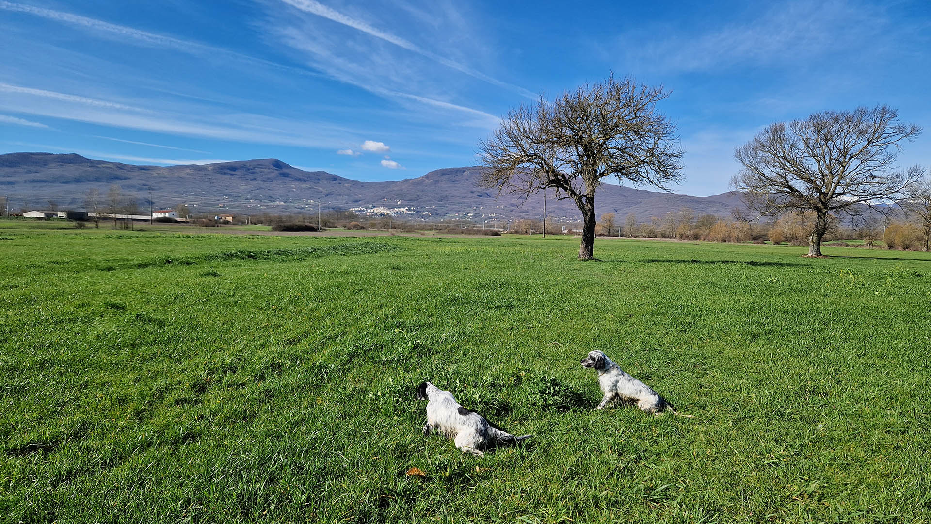 Il cane da beccaccini deve esprimersi in acquitrini erbosi, praterie allagate, risaie, torbiere, rive paludose di laghi, stagni e fiumi, incolti e terreni arati parzialmente allagati. Pertanto, oltre a essere ben collegato, deve possedere una cerca ampia, equilibrata e impostata sul vento