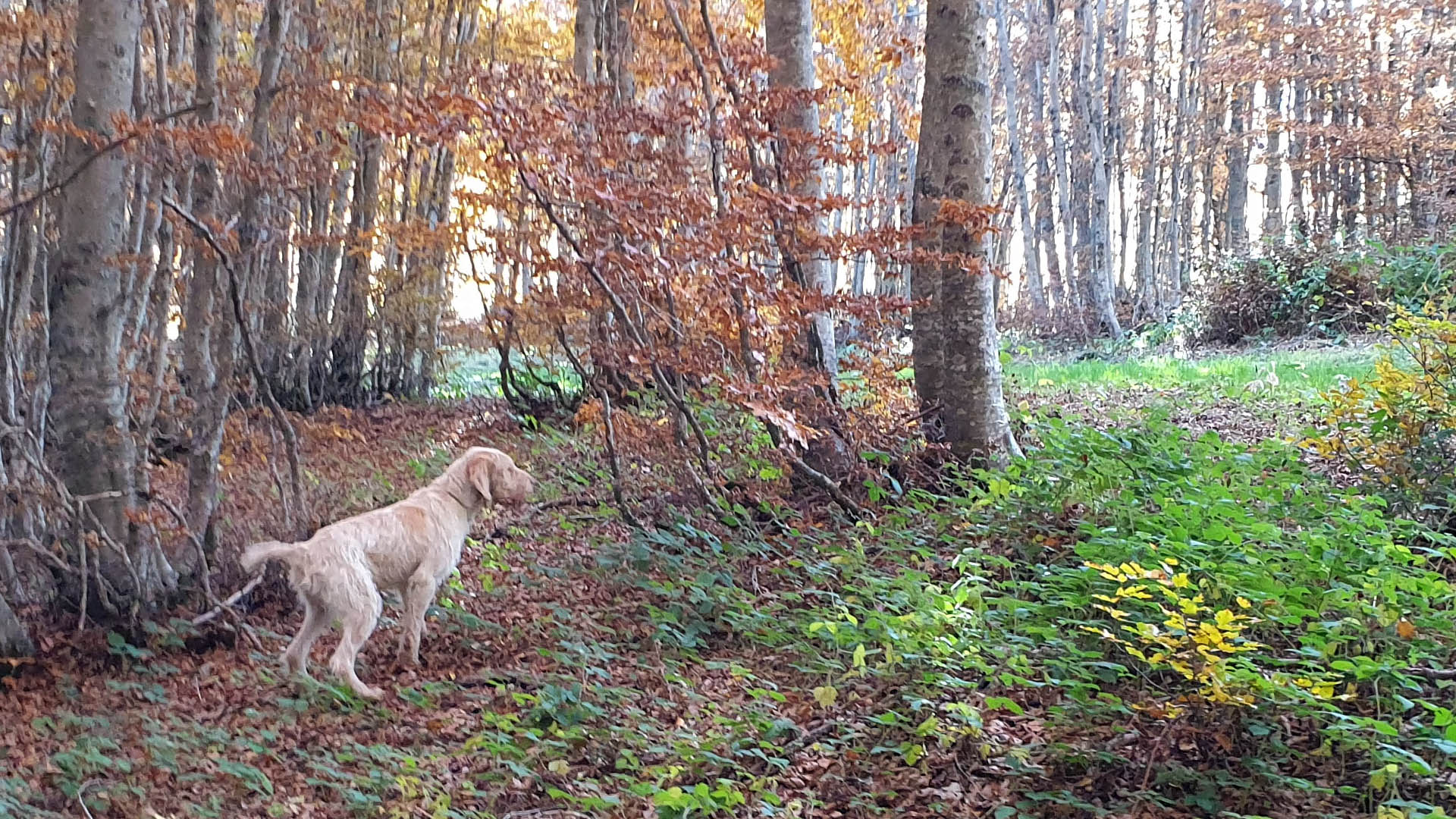 Il cane da beccacce deve avere una cerca ampia e adatta all’ambiente in cui si esercita l’attività venatoria. Deve infatti esprimersi in zone boscose di diverso tipo con macchie sempre verdi e fitto sottobosco