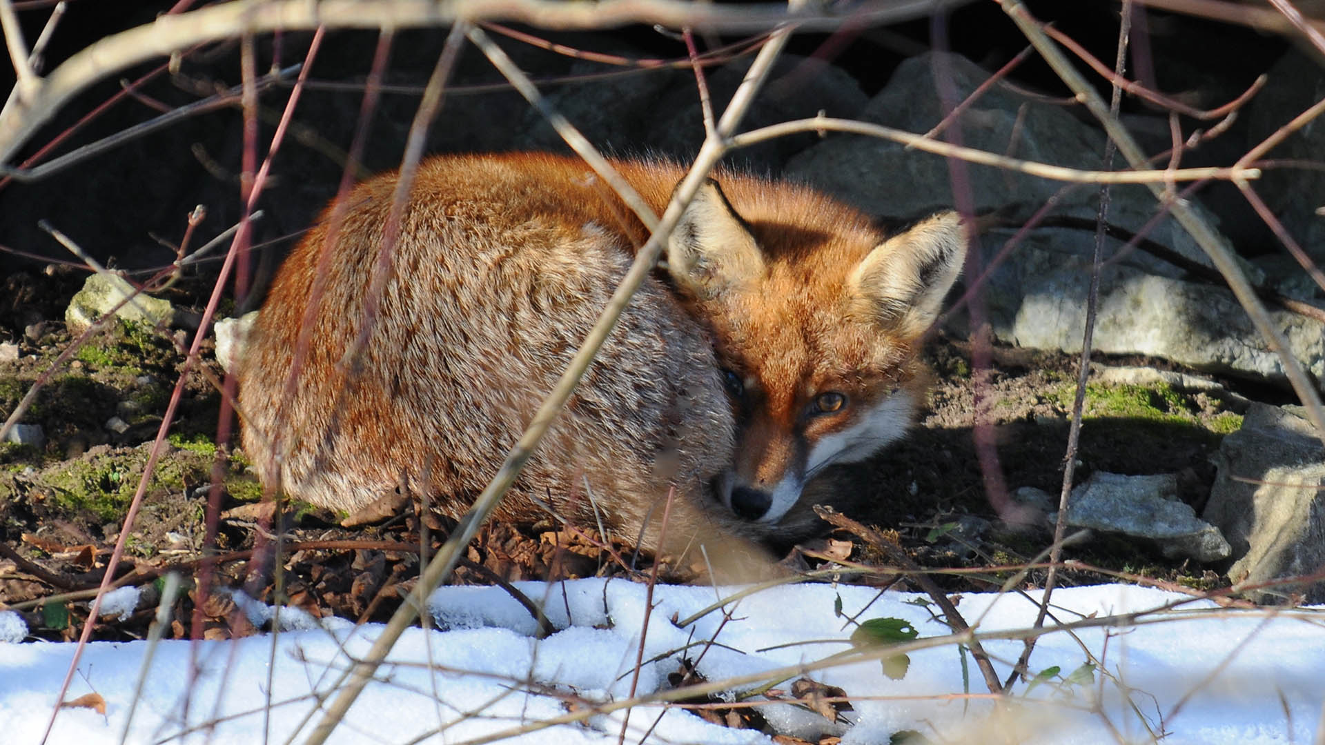 In Italia l’attenzione alle problematiche causate dall’eccessiva presenza della volpe rossa tende, da regione a regione, a essere interpretata e presa in consideraziona a seconda degli umori, tendenze e aderenze col mondo animalista da parte di dirigenti e assessori competenti