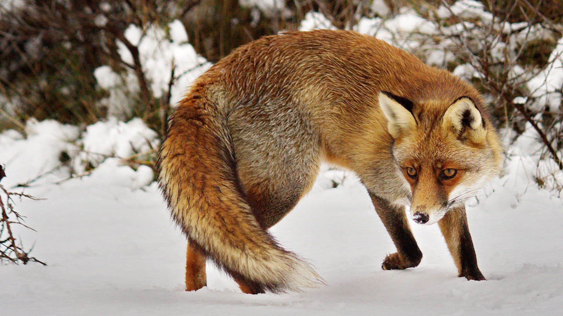 In questo splendido esemplare adulto di volpe si notano le tonalità cromatiche della pelliccia invernale, un tempo fonte di desiderio di tante signore