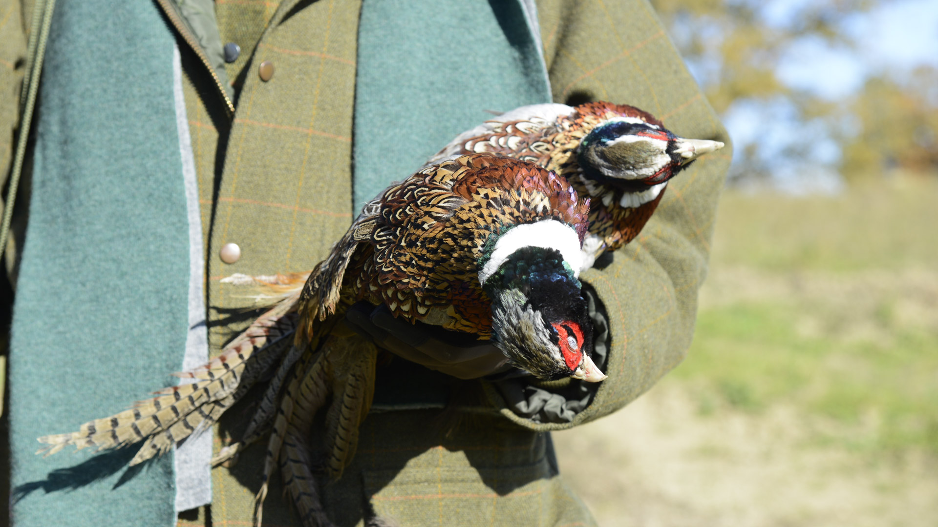 Belli gli animali selezionati da Giorgio Paraporti e dalla sua G&G Hunting services per i drive all'inglese