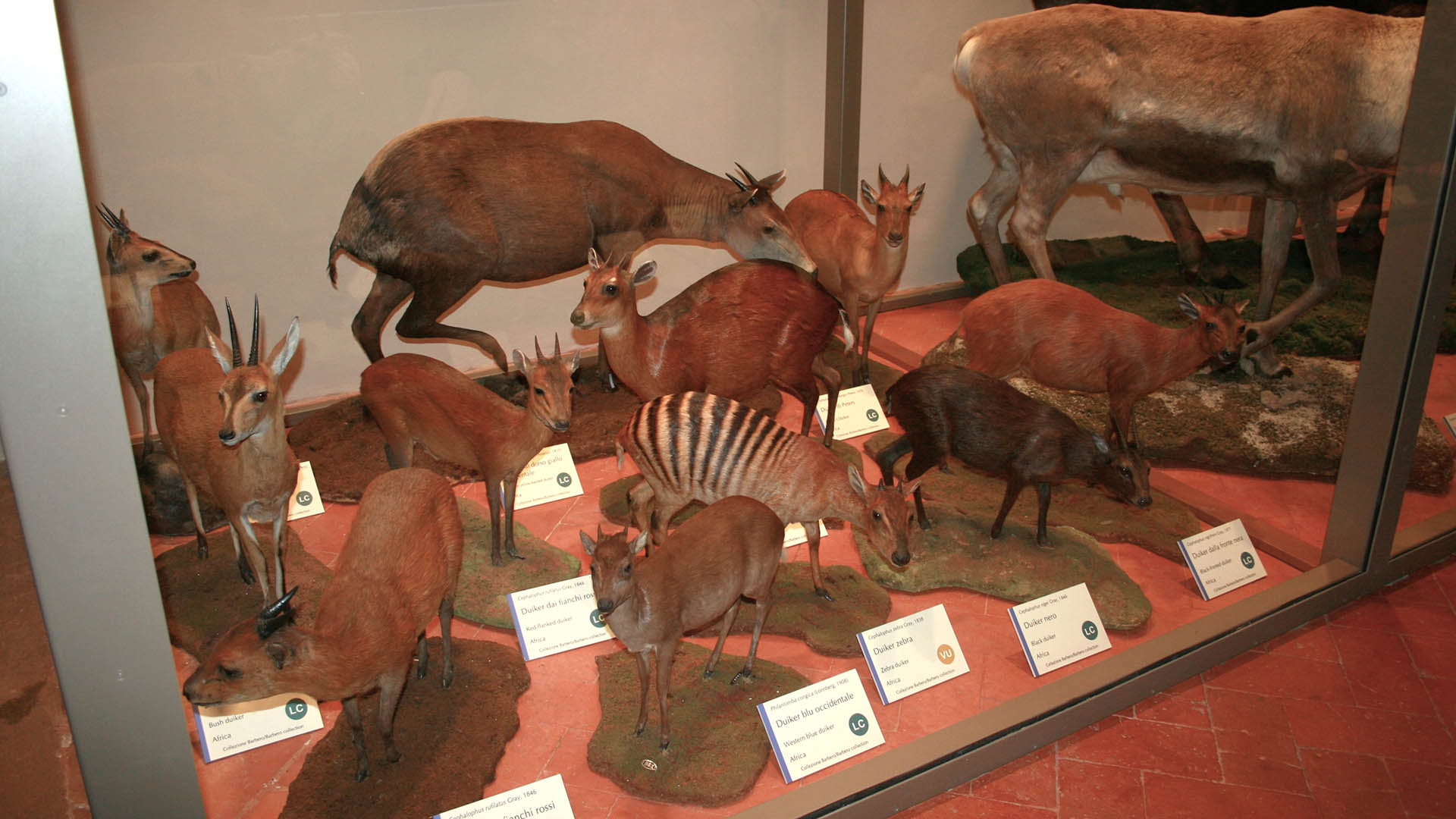 La collezione Barbero (circa 550 animali) è stata acquisita dal Museo di storia naturale di Calci (Pisa) nel 2018. La vetrina dedicata ai cefalofi (duiker)