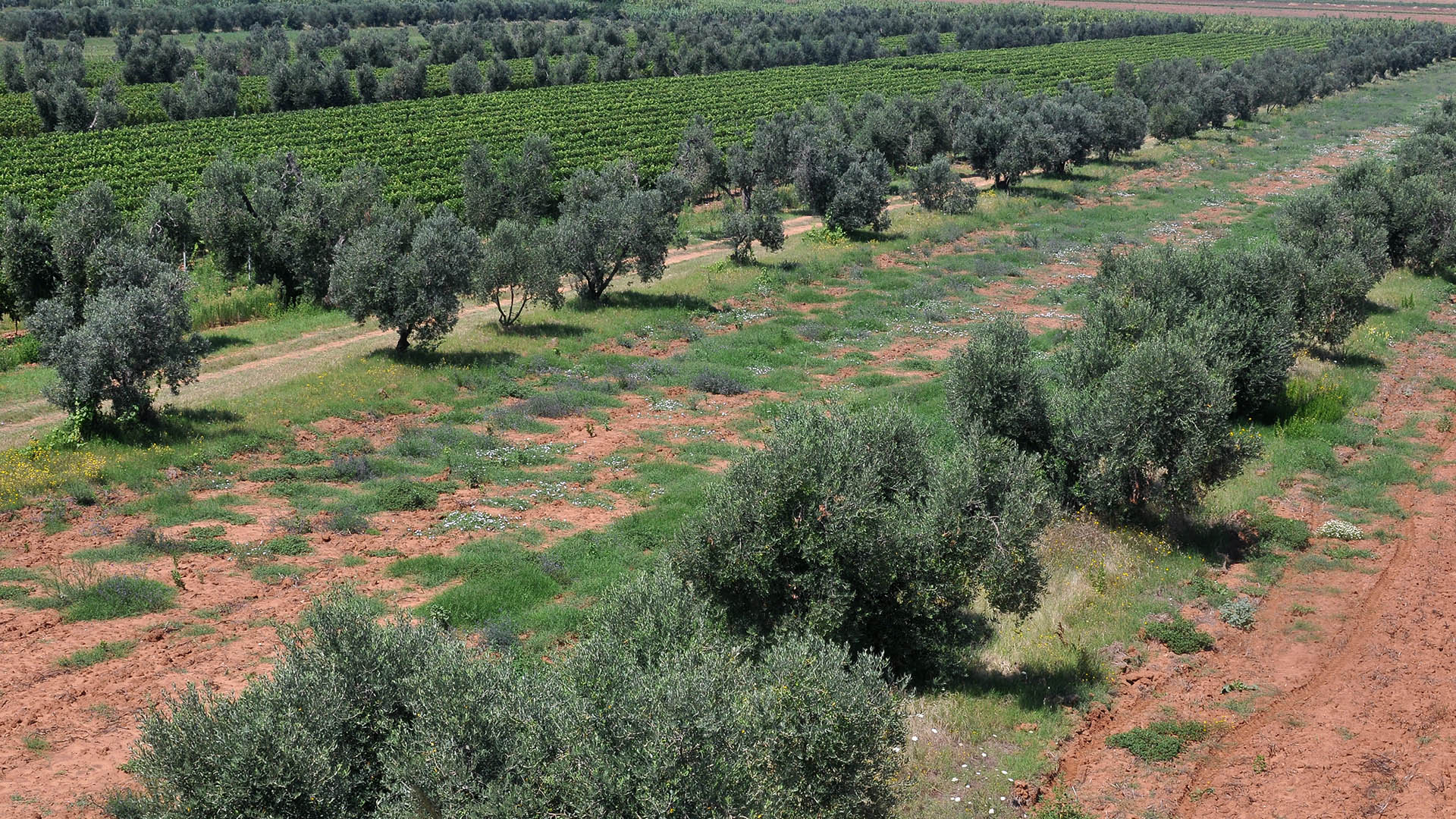 I luoghi di pastura sono rappresentati da olivete, fitti macchioni di essenze fruttifere, grandi agrifogli, alti alberi avvolti dall’edera