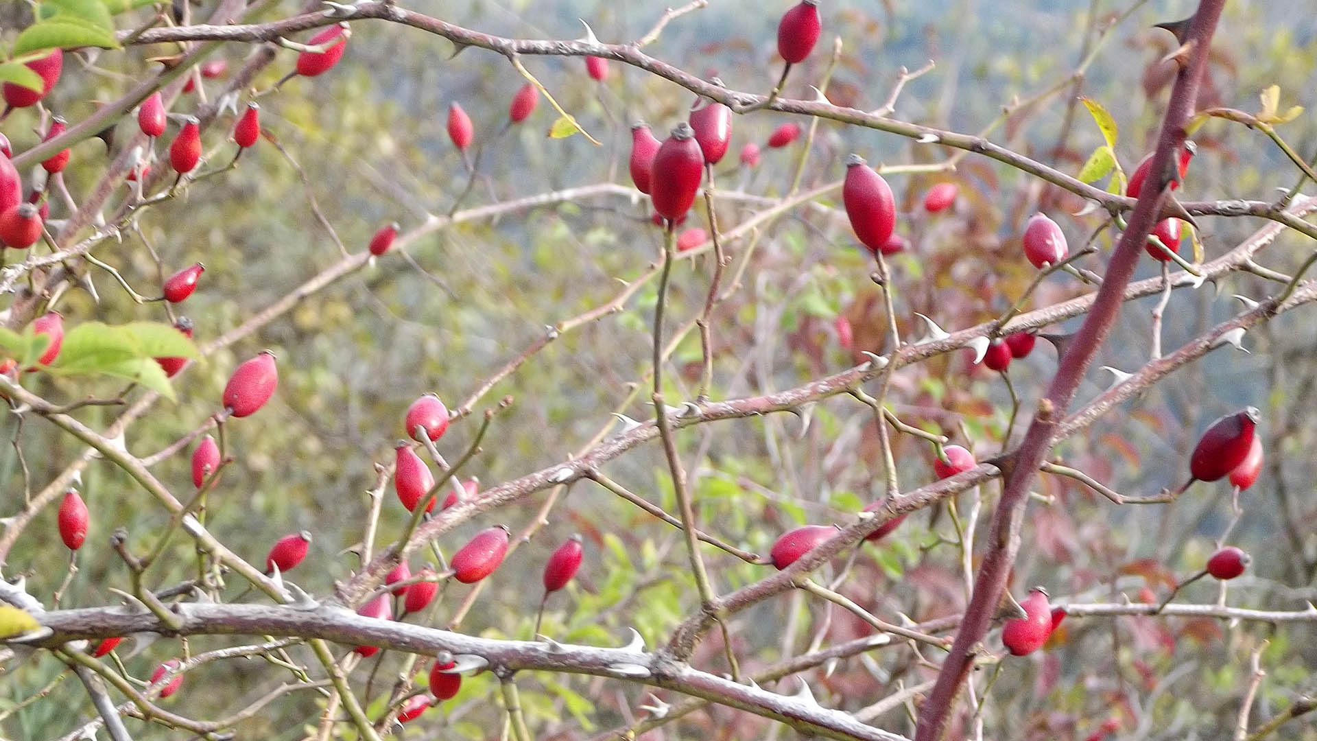 Anche la rosa canina matura la bacca in inverno