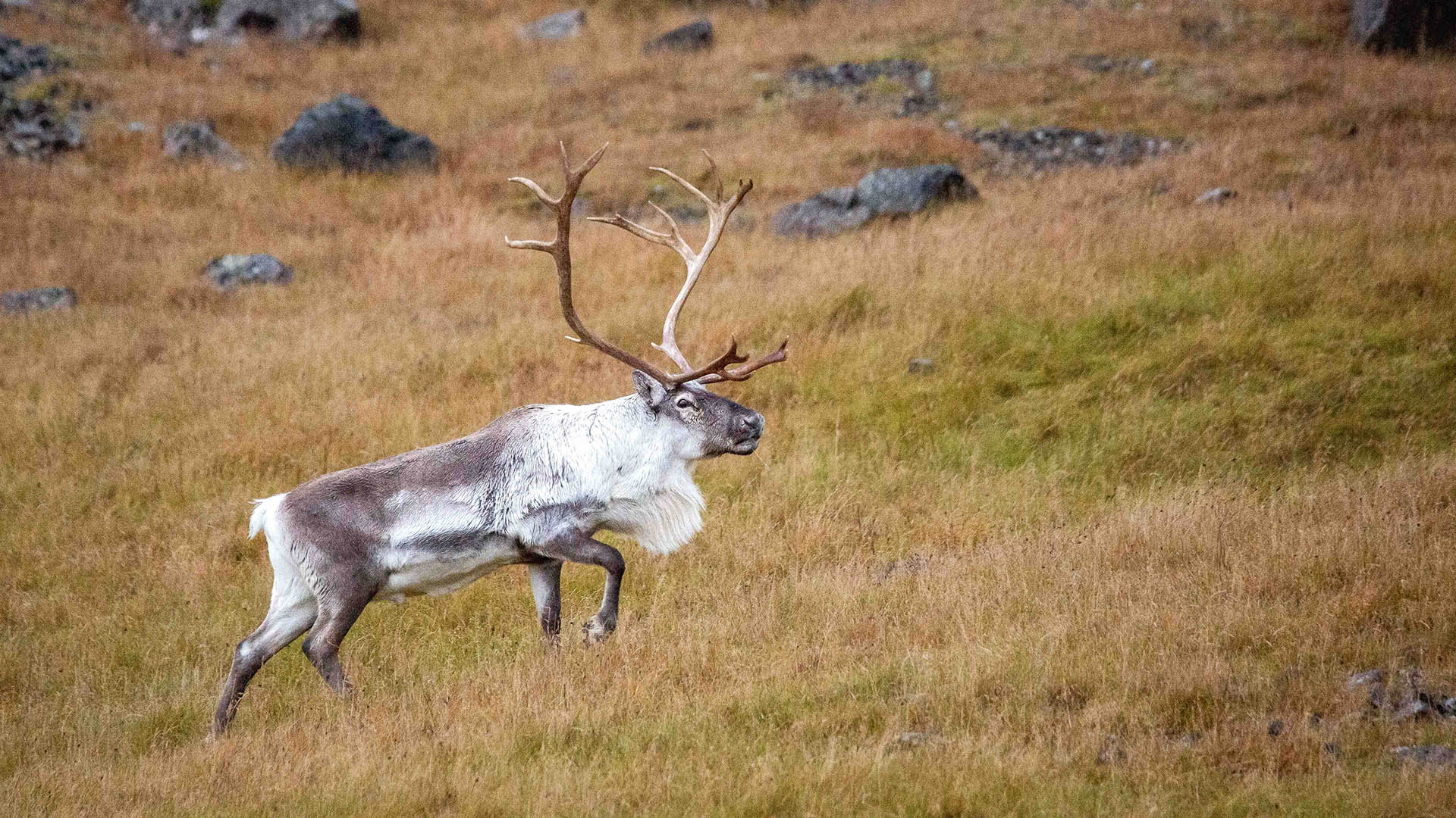 Le renne non sono originarie dell'Islanda ma furono introdotte dai coloni provenienti dalla Norvegia e dalla Lapponia alla fine del XVIII secolo