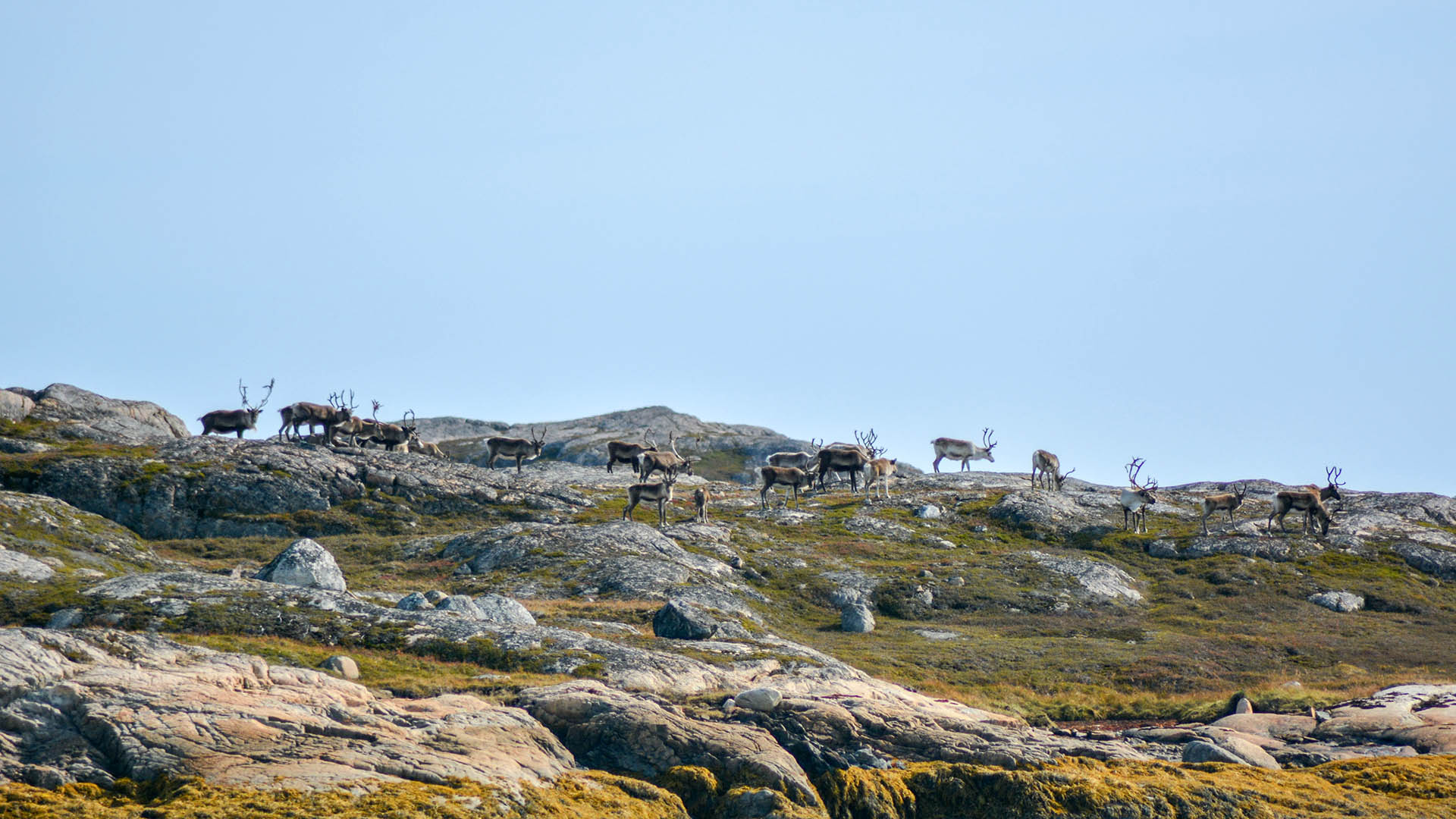 Sparse davanti ai cacciatori si palesano dalle 50 alle 60 renne, che pascolano tranquille in una piccola valle. Tra queste, un magnifico maschio con un paio di stanghe impressionanti e una straordinaria formazione a forma di pala nella parte anteriore