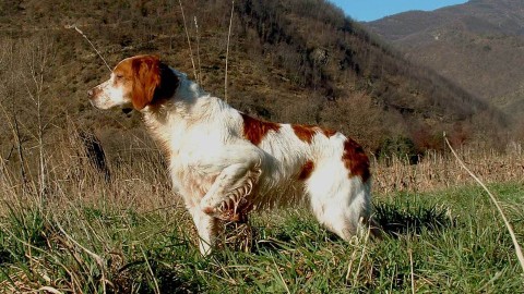 Épagneul breton, il cane delle meraviglie