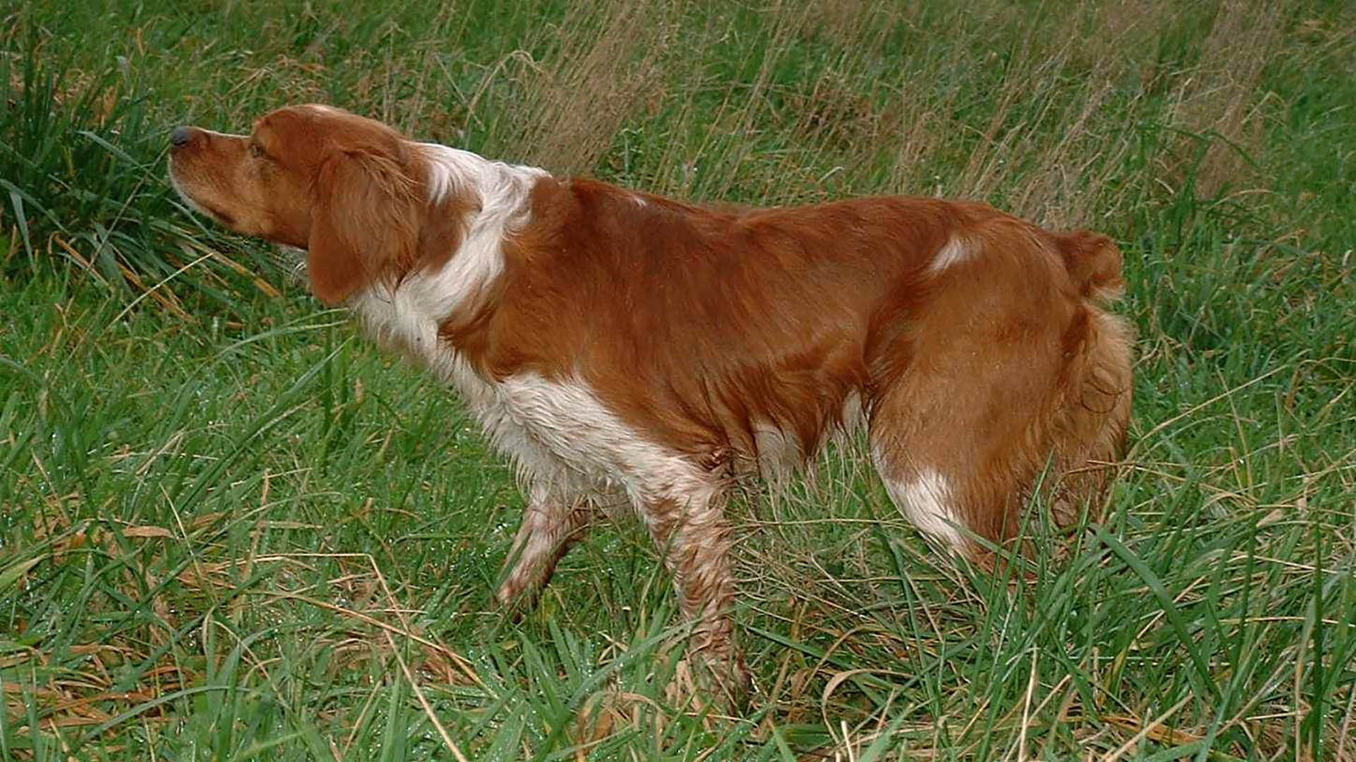 Il 3 settembre 1907 a Loudeac venne fatto un congresso di uomini e cani e venne stabilito il primo standard dell'epagneul breton. Lo standard ha subito successive modifiche