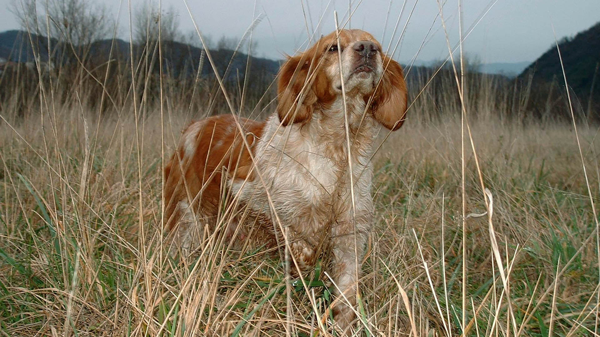 Il breton è un cane polivalente, che si adatta a tutti i terreni e a tutta la selvaggina, dalla montagna alla pianura; nei terreni aperti allarga la cerca alla pari dei cugini inglesi, nei terreni impegnativi, boscosi e difficili rallenta l'andatura con una cerca attenta e diligente